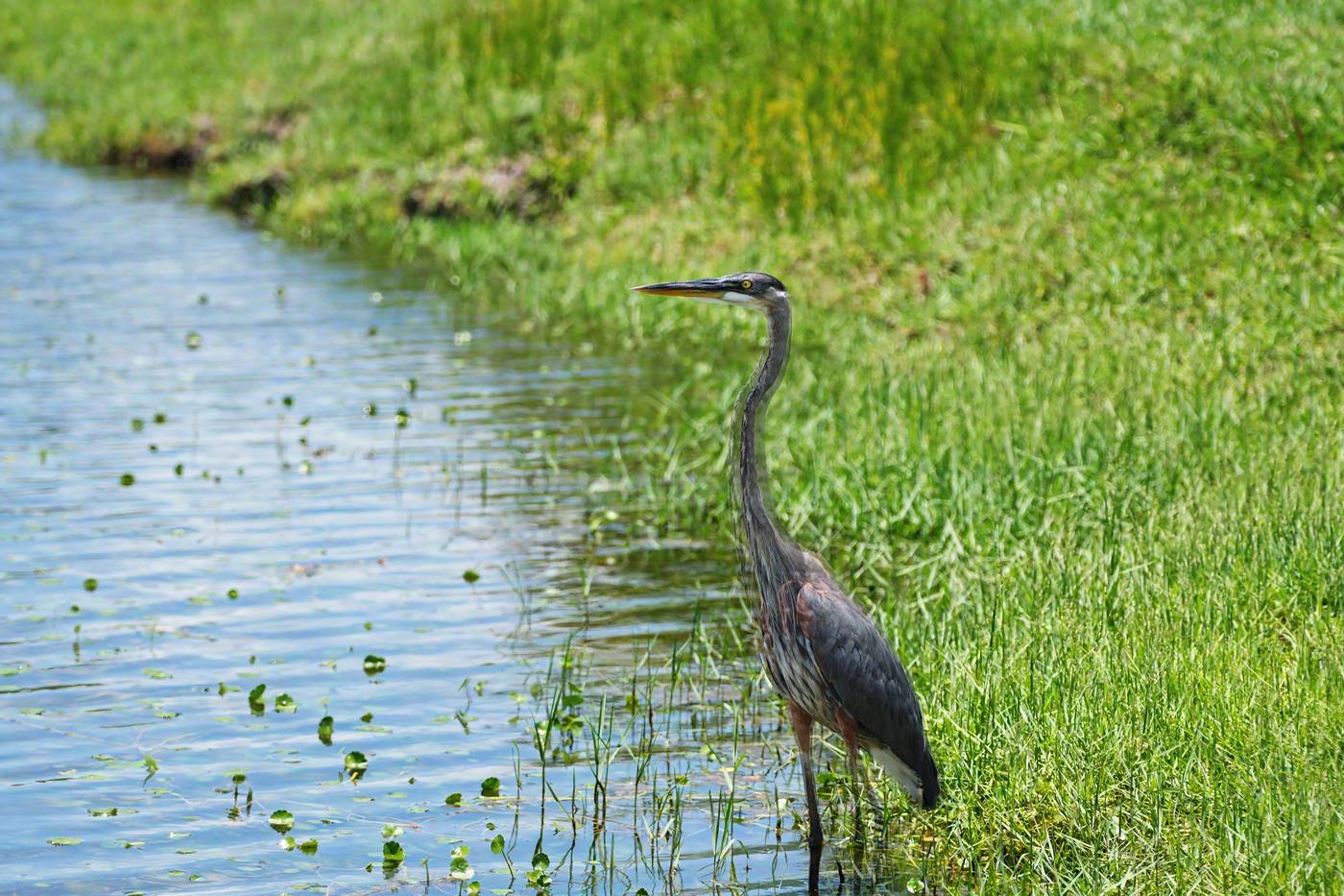 A great blue heron at the edge of the lake